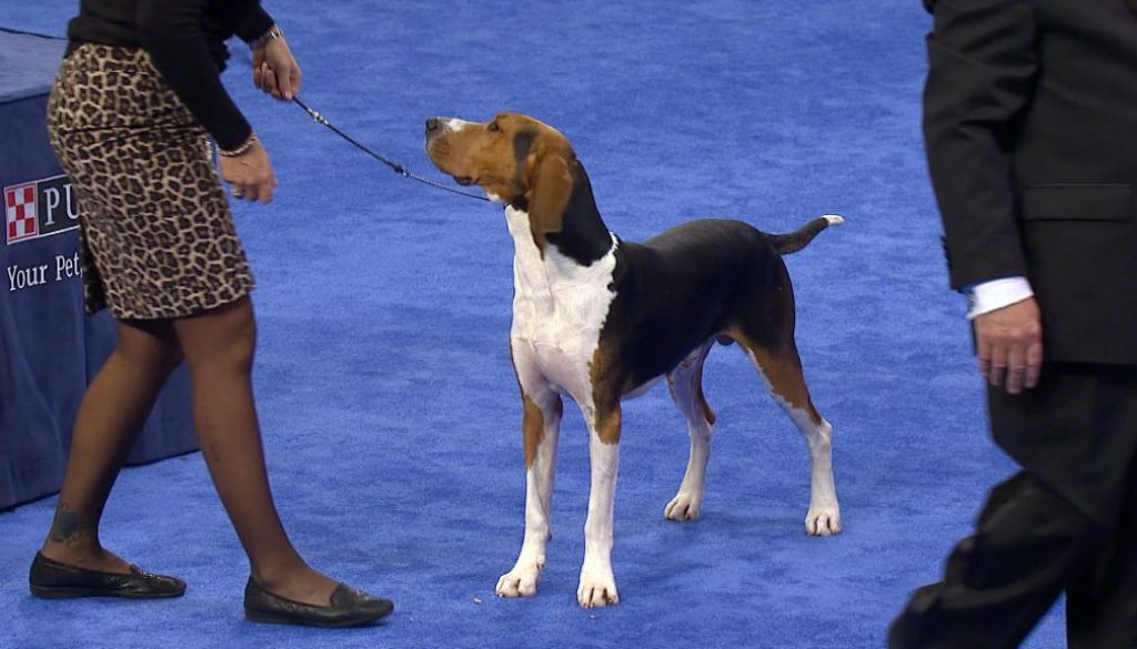 coonhound at dog show