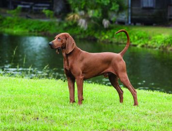 redbone coon dog