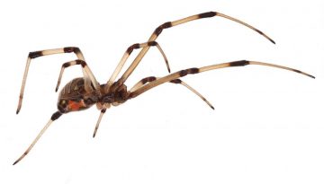 brown-widow-spider
