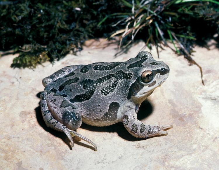 illinois chorus frog
