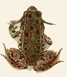 relict leopard frog