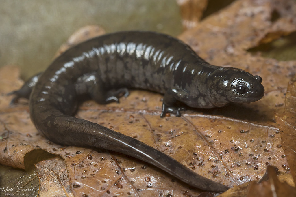 small-mouth salamander